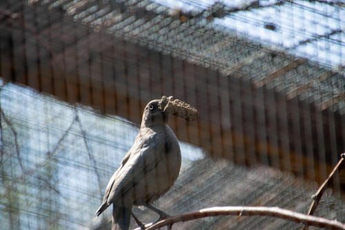 Bird with something
